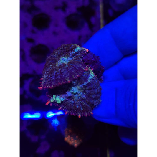 Mardis Gras Bounce Mushrooms WYSIWYG!