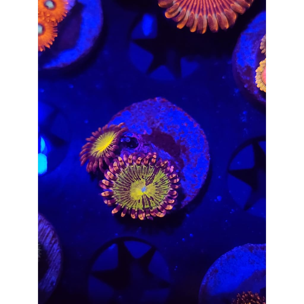 Buttkissers Zoanthid Frag WYSIWYG!