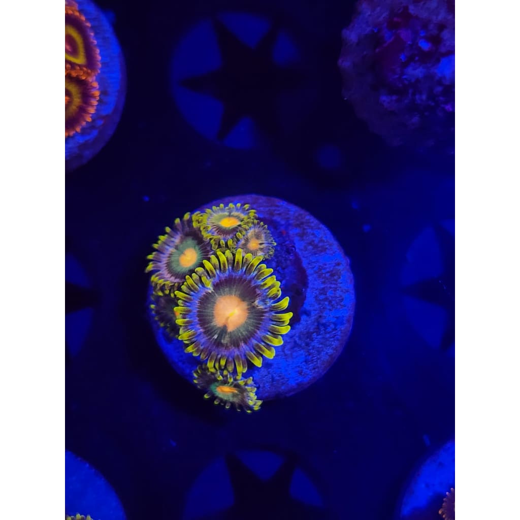 Green Bay Packers Zoanthid Frag WYSIWYG!