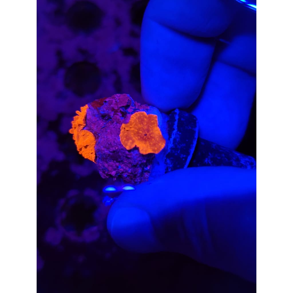 LCB Blood Moon Bounce Mushrooms WYSIWYG!