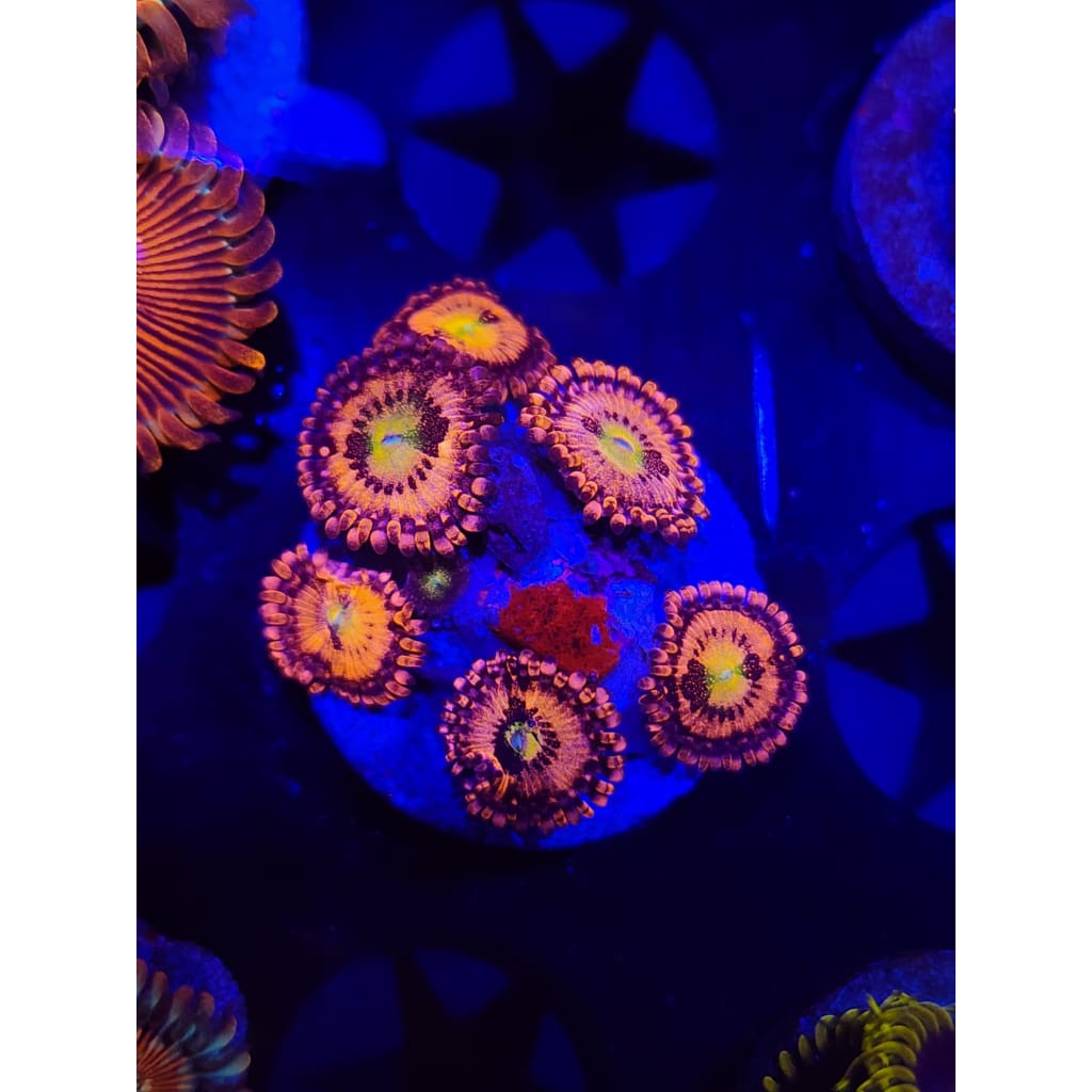 Sakura Sunrise Zoanthid Frag WYSIWYG!