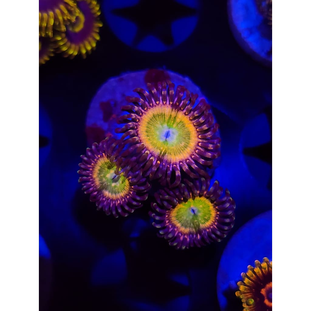 Acid Rainbow Zoanthid Frag WYSIWYG!