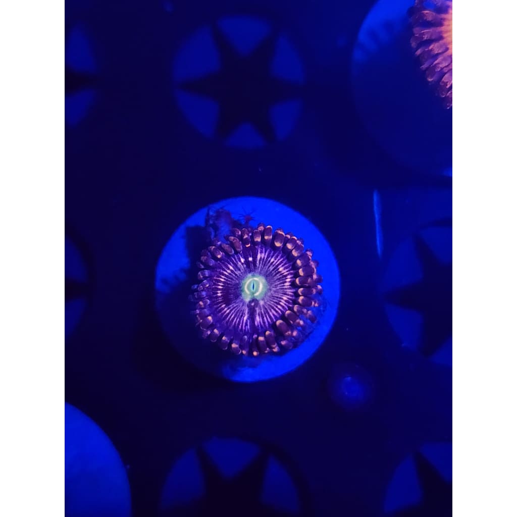ADG Miku Freak Zoanthid Frag WYSIWYG!