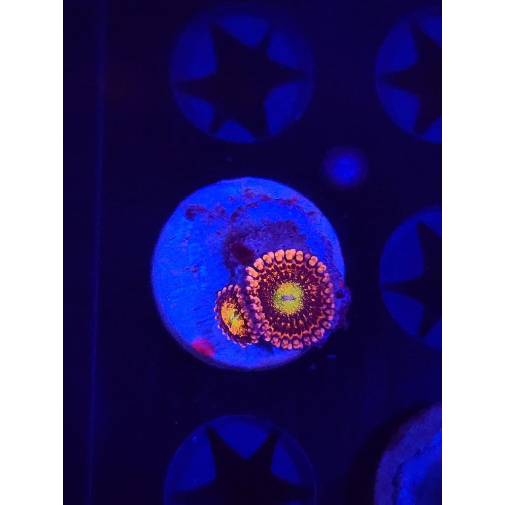 Alien Antivenom Zoanthid Frag WYSIWYG!
