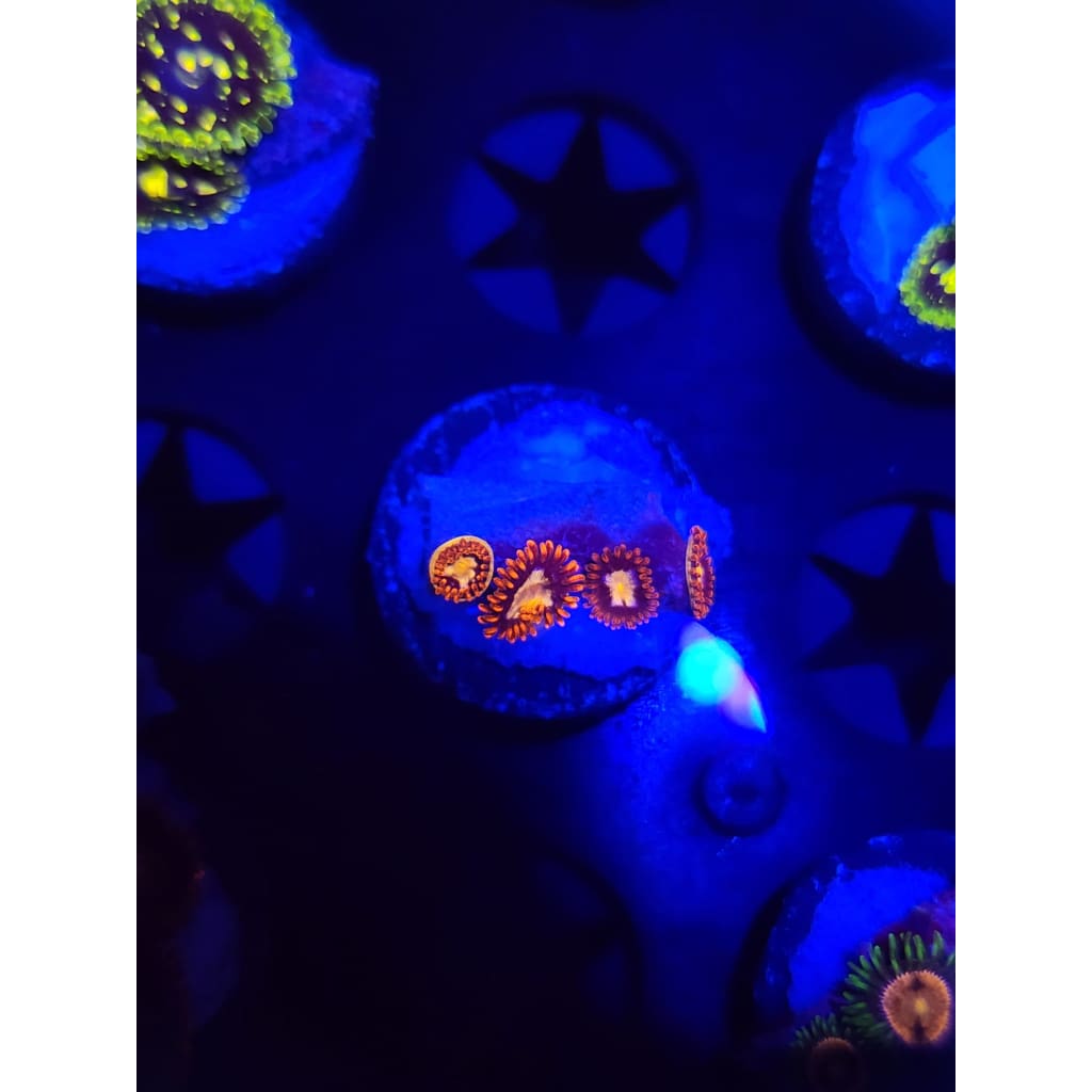 Alpha and Omega Zoanthid Frag WYSIWYG!
