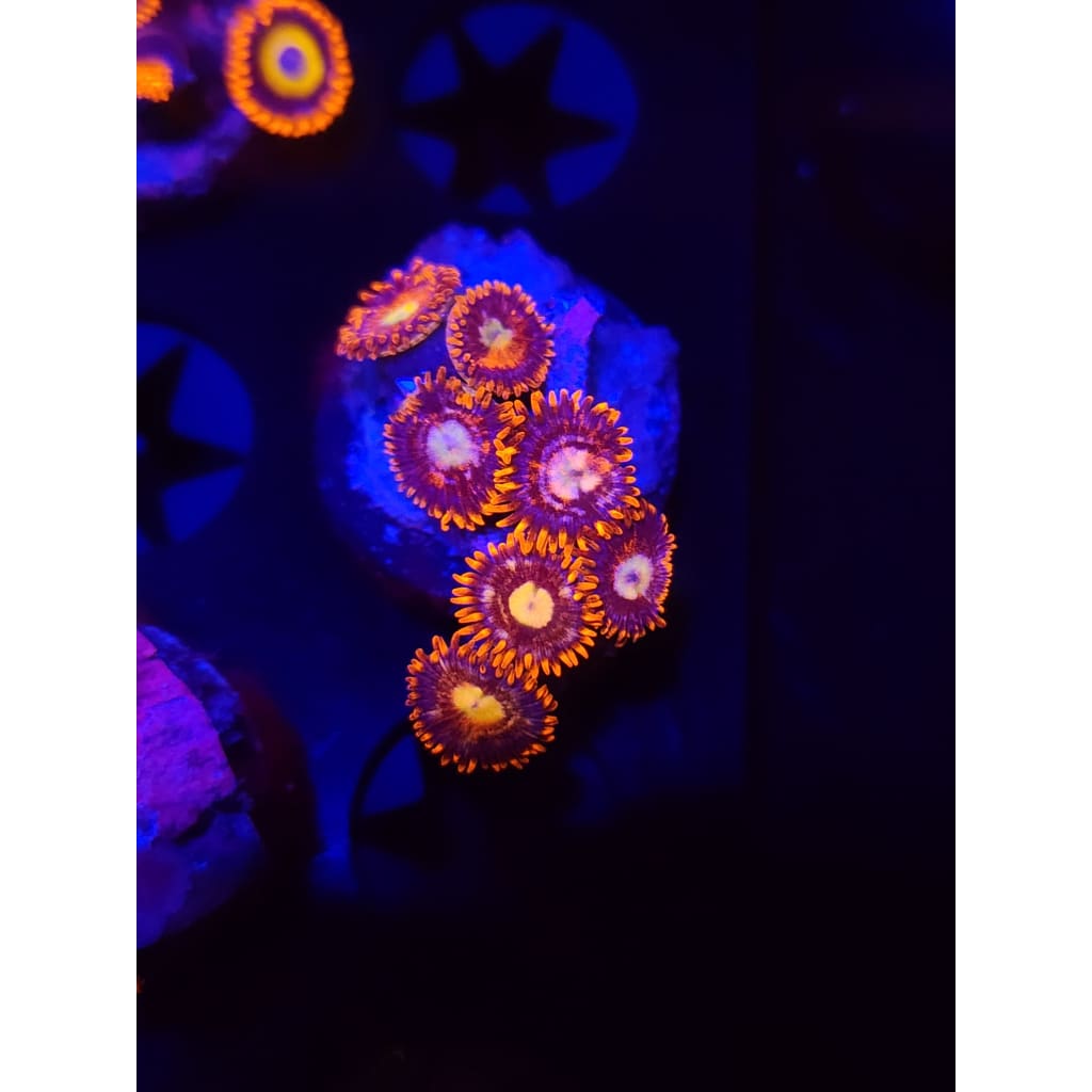 Alpha and Omega Zoanthid Frag WYSIWYG!