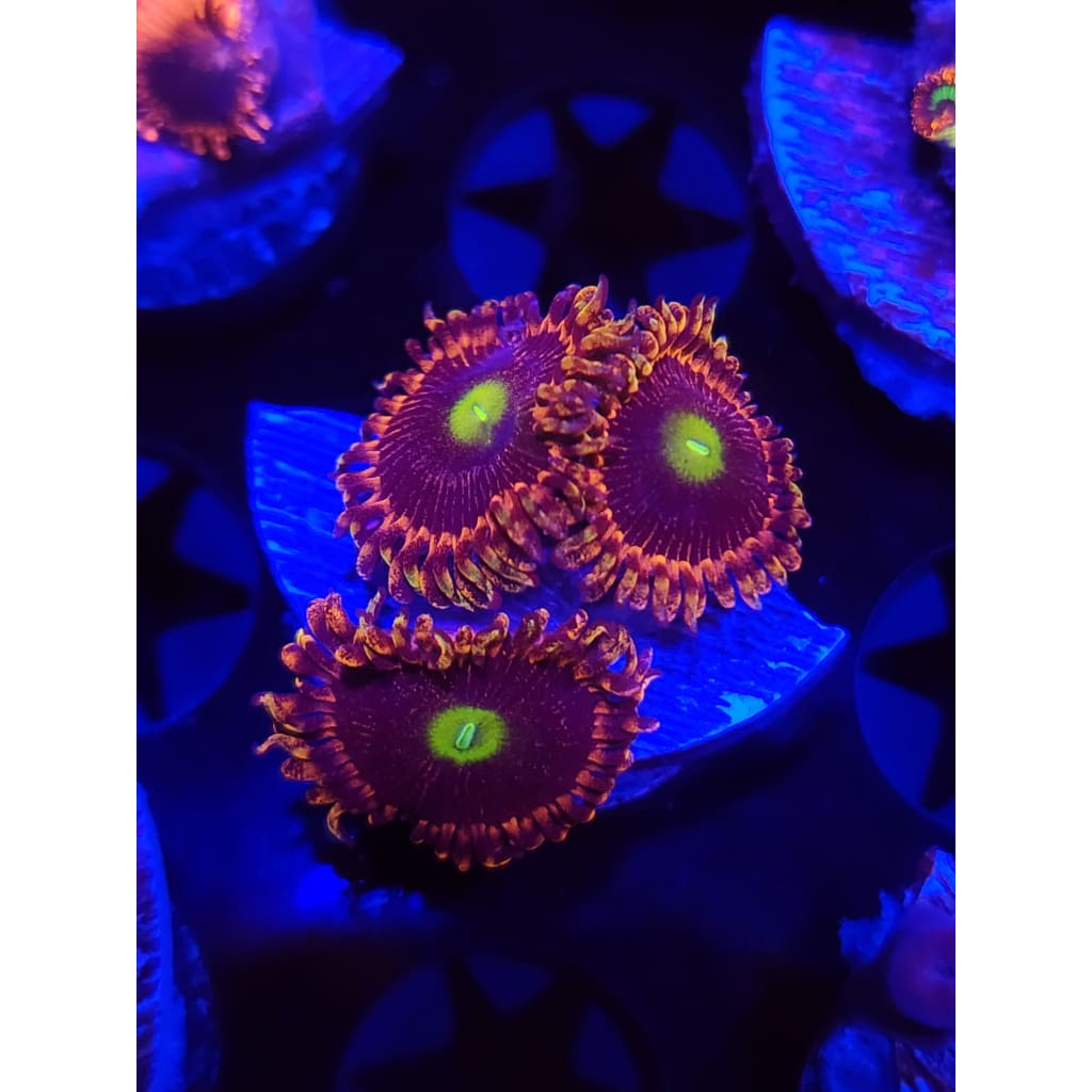 Antimatter Zoanthid Frag WYSIWYG!