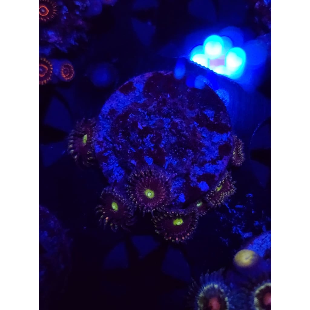 Antimatter Zoanthid Frag WYSIWYG!