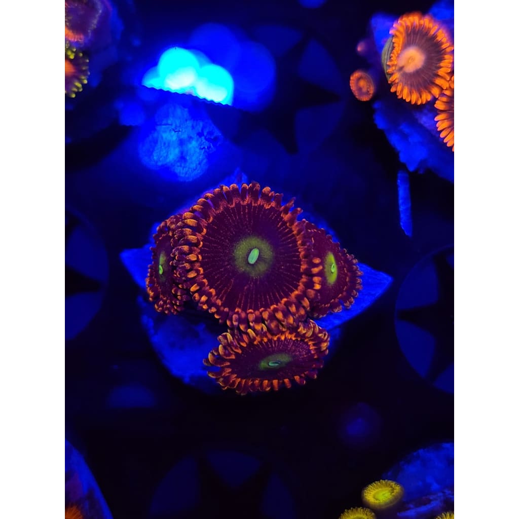 Antimatter Zoanthid Frag WYSIWYG!