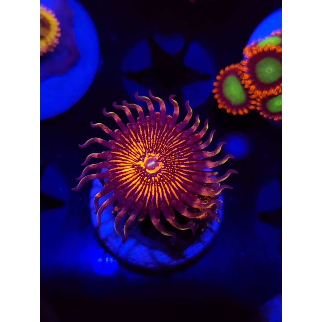 ARC Nightcrawlers Zoanthid Frag WYSIWYG!
