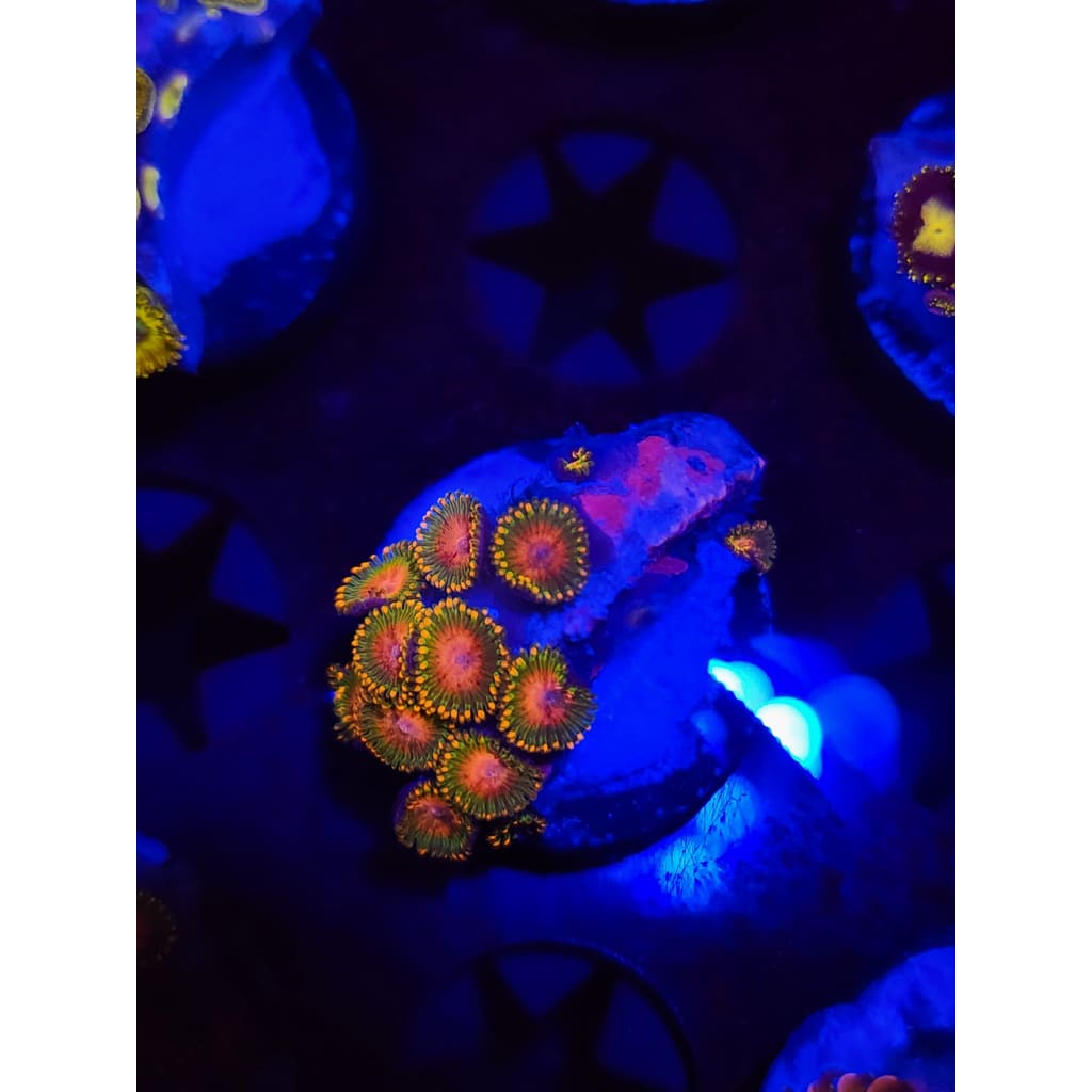 Awesome Blossom Zoanthid Frag WYSIWYG!