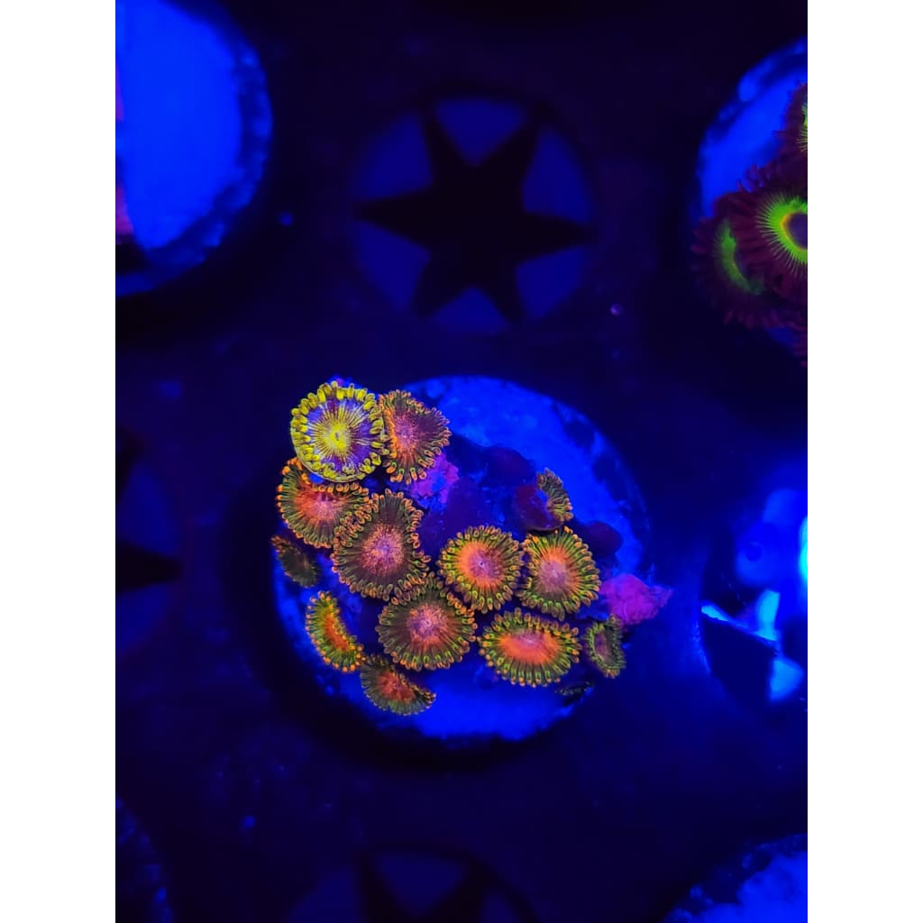 Awesome Blossom Zoanthid Frag WYSIWYG!