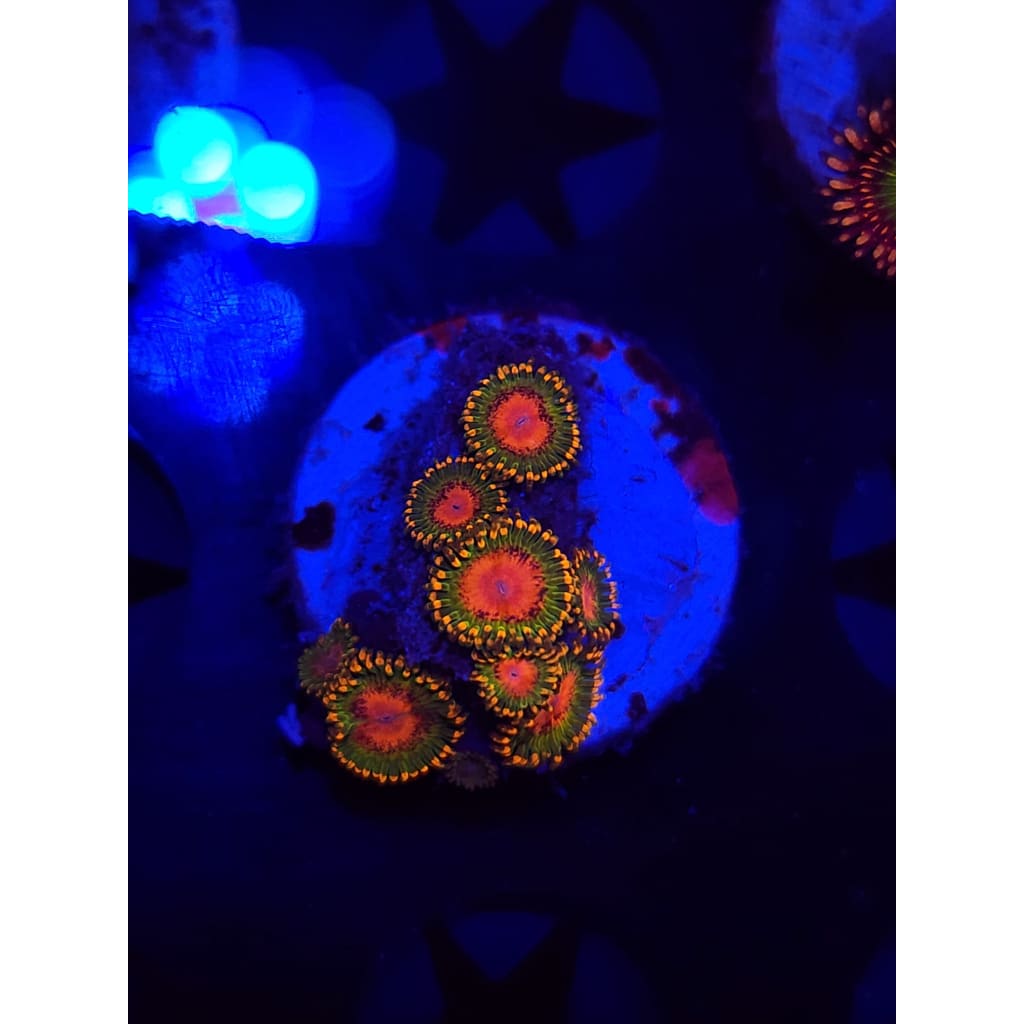 Awesome Blossom Zoanthid Frag WYSIYWG!