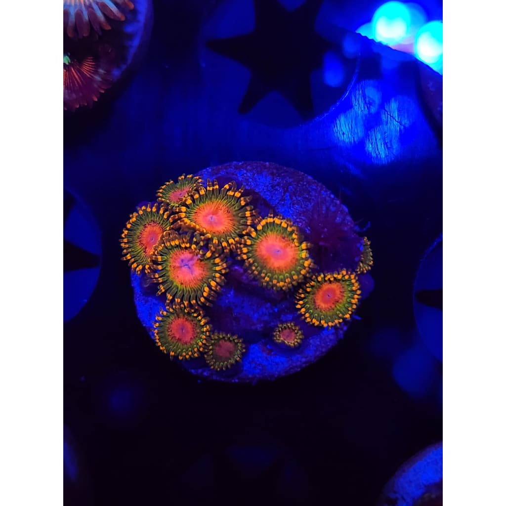 Awesome Blossoms Zoanthid Frag WYSIWYG!