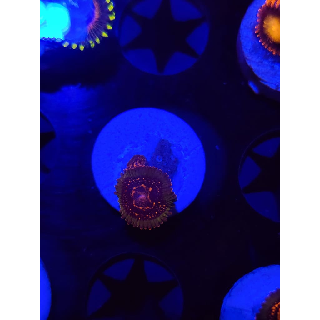 Azz Krak Zoanthid Frag WYSIWYG!