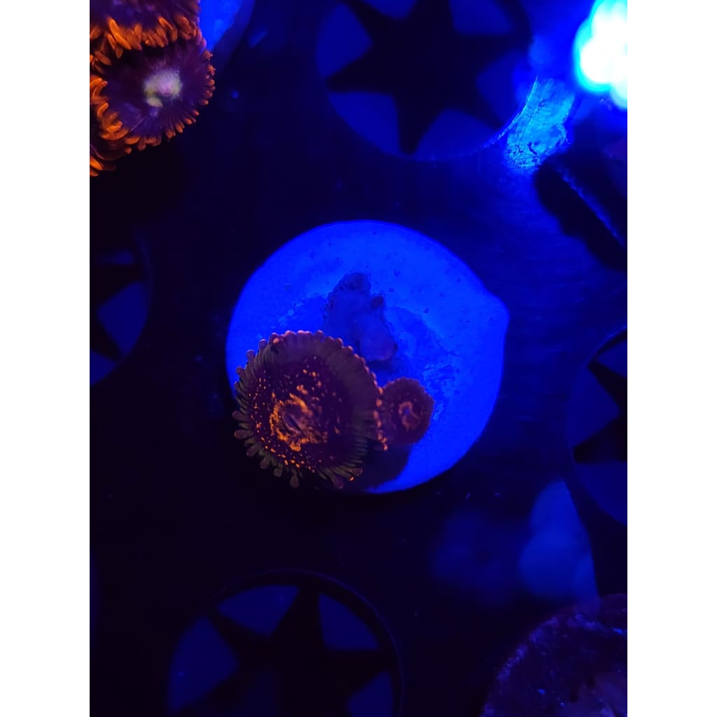 Azz Krak Zoanthid Frag WYSIWYG!