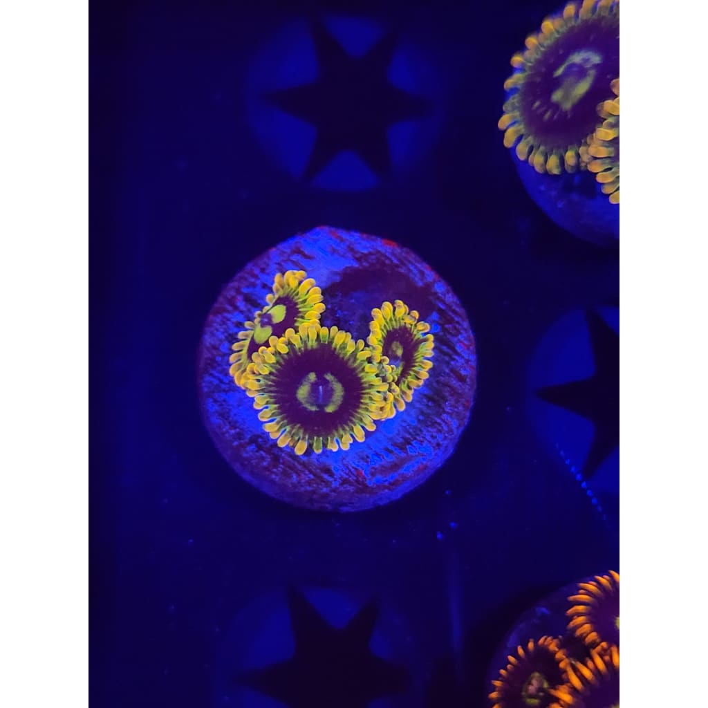 Rainbow Yoda Zoanthid Frag WYSIWYG!