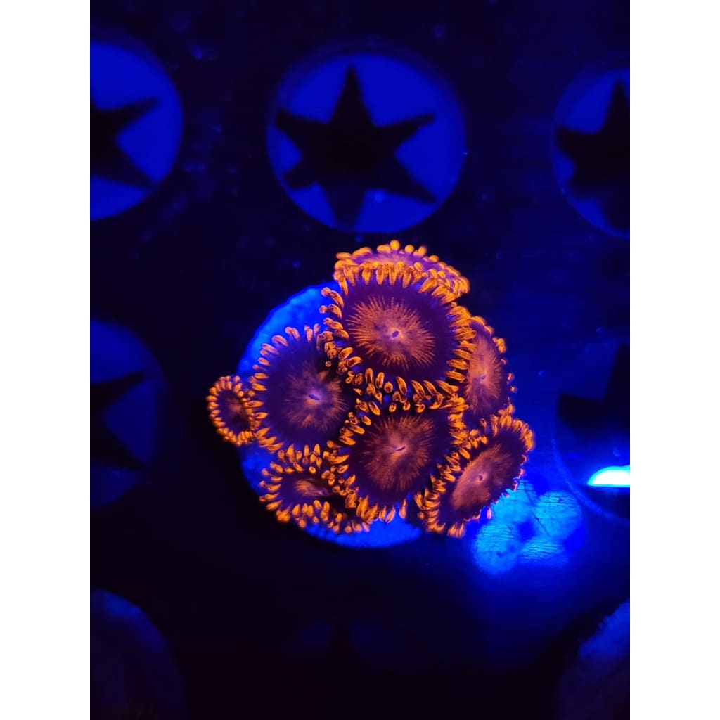 Bam Bam Zoanthid Frag WYSIWYG!