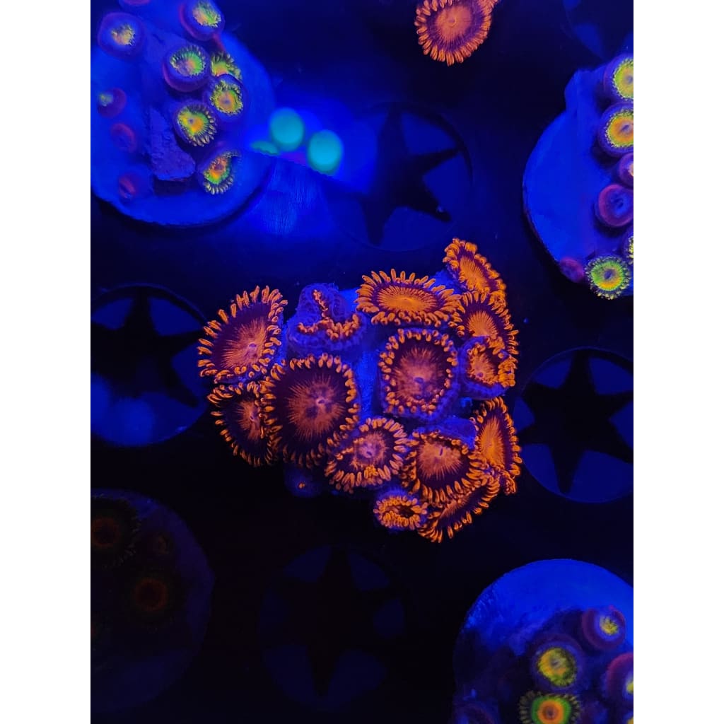 Bam Bam Zoanthid Frag WYSIWYG!
