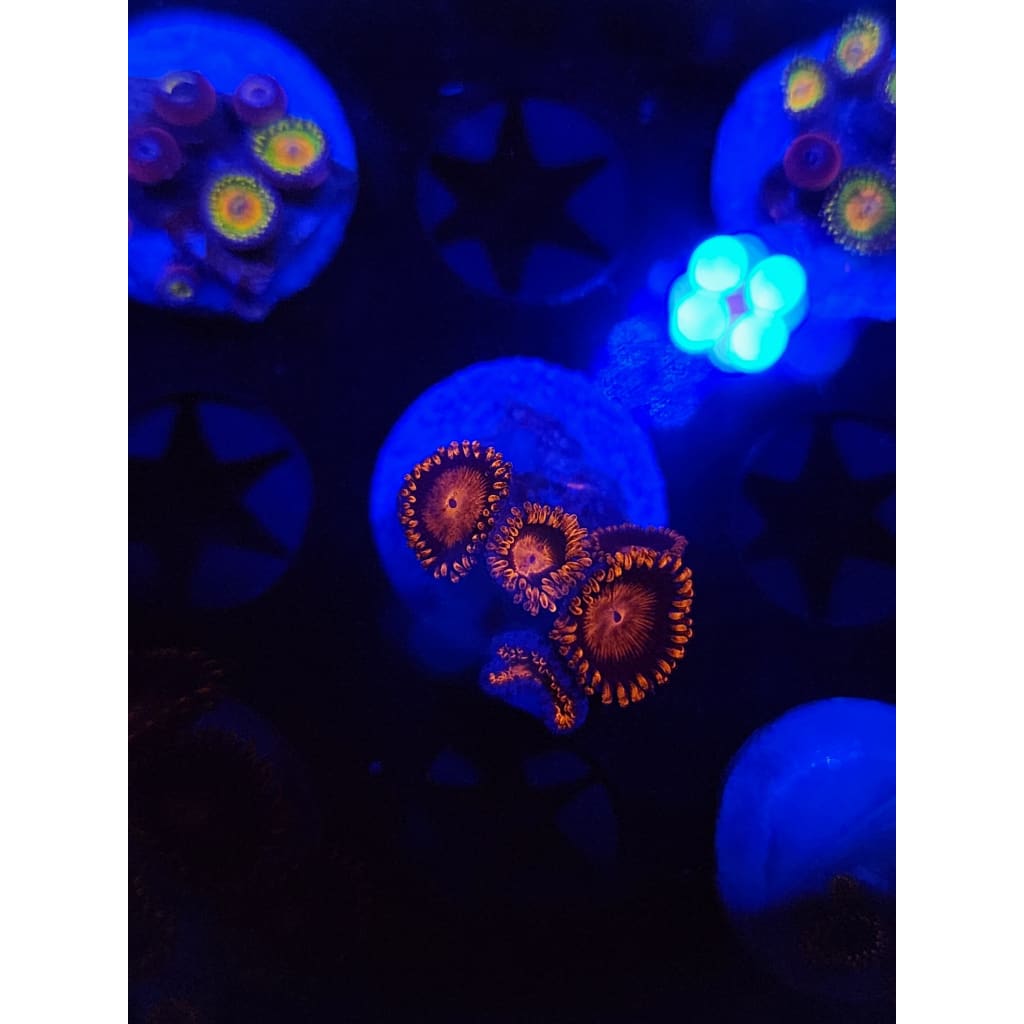 Bam Bam Zoanthid Frag WYSIWYG!