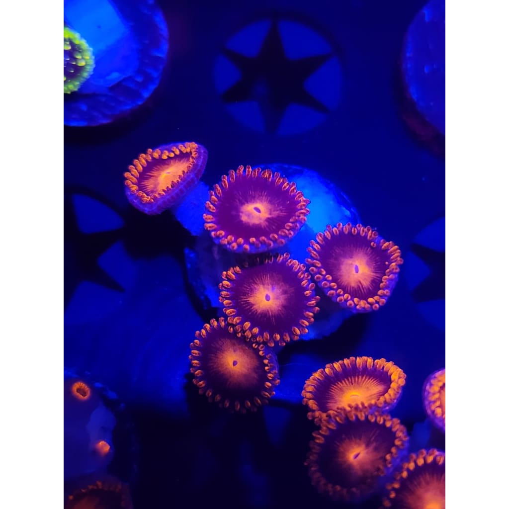 Bam Bam Zoanthid Frag WYSIWYG!