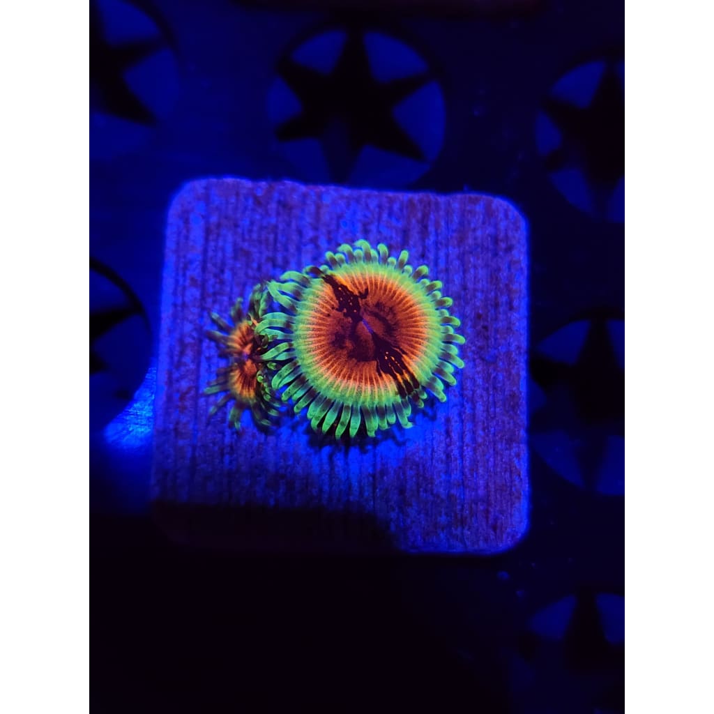 Bloodshot Zoanthid Frag WYSIWYG!