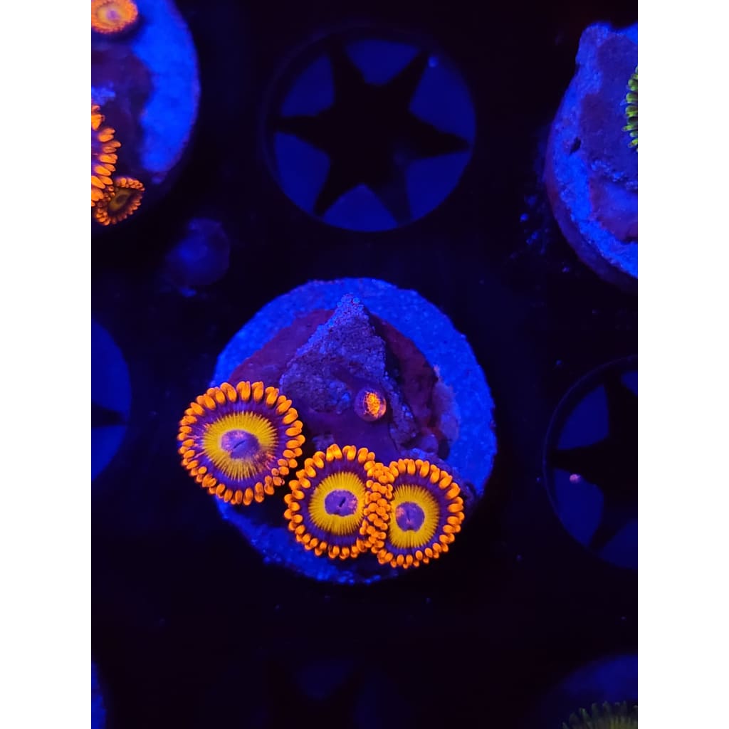 Blue Eyed Blonde Zoanthid Frag WYSIWYG!