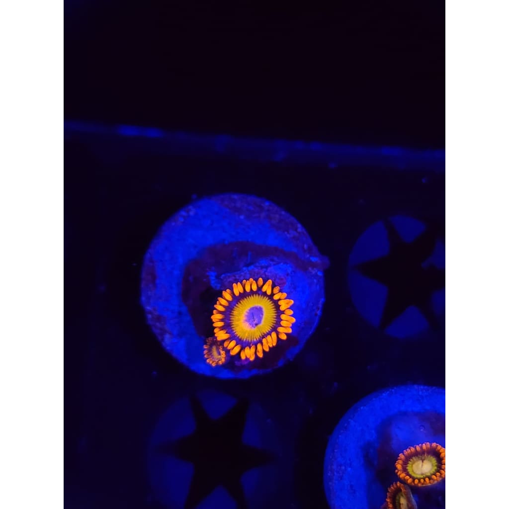 Blue Eyed Blonde Zoanthid Frag WYSIWYG!