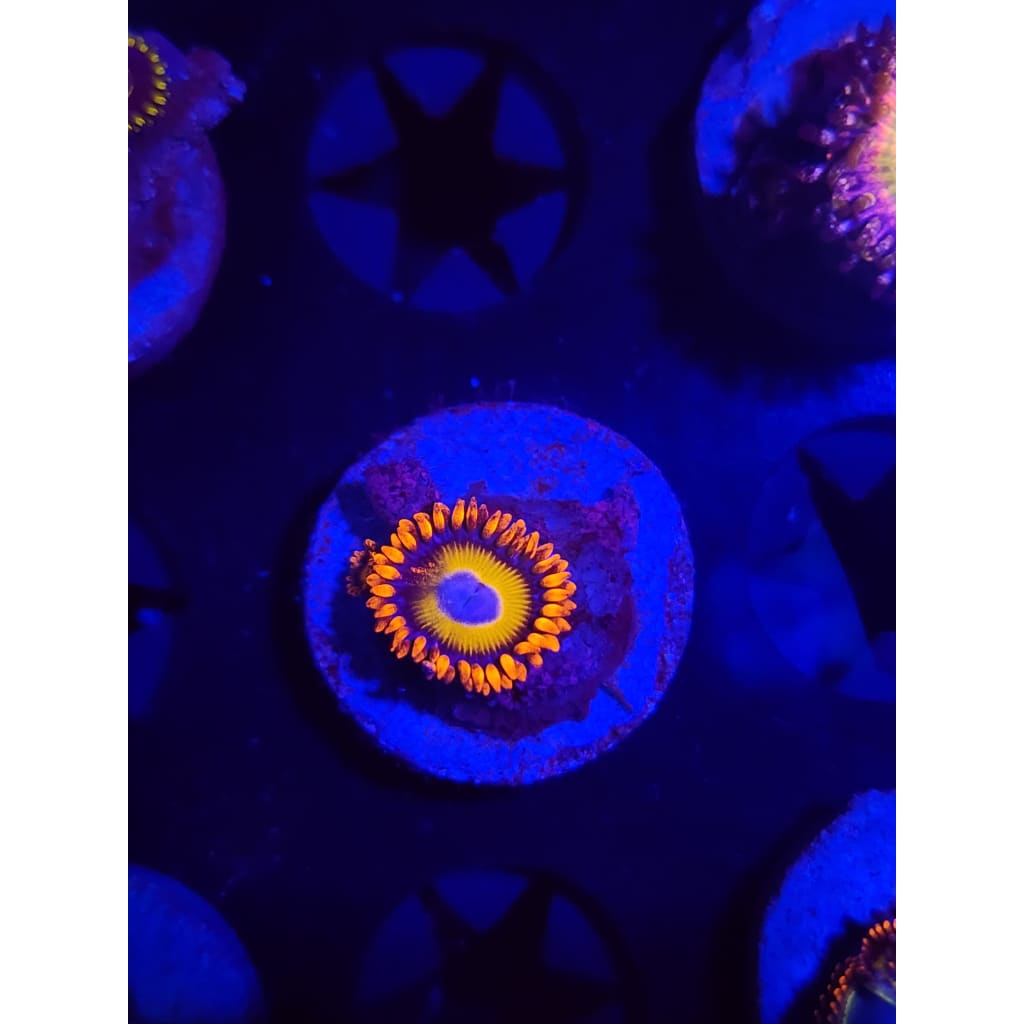 Blue Eyed Blonde Zoanthid Frag WYSIWYG!