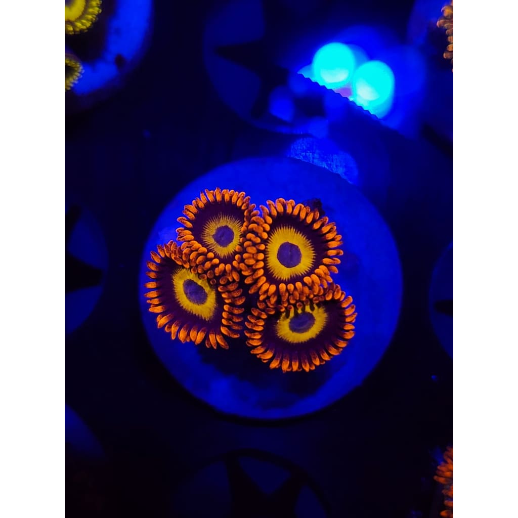 Blue Eyed Blonde Zoanthid Frag WYSIWYG!