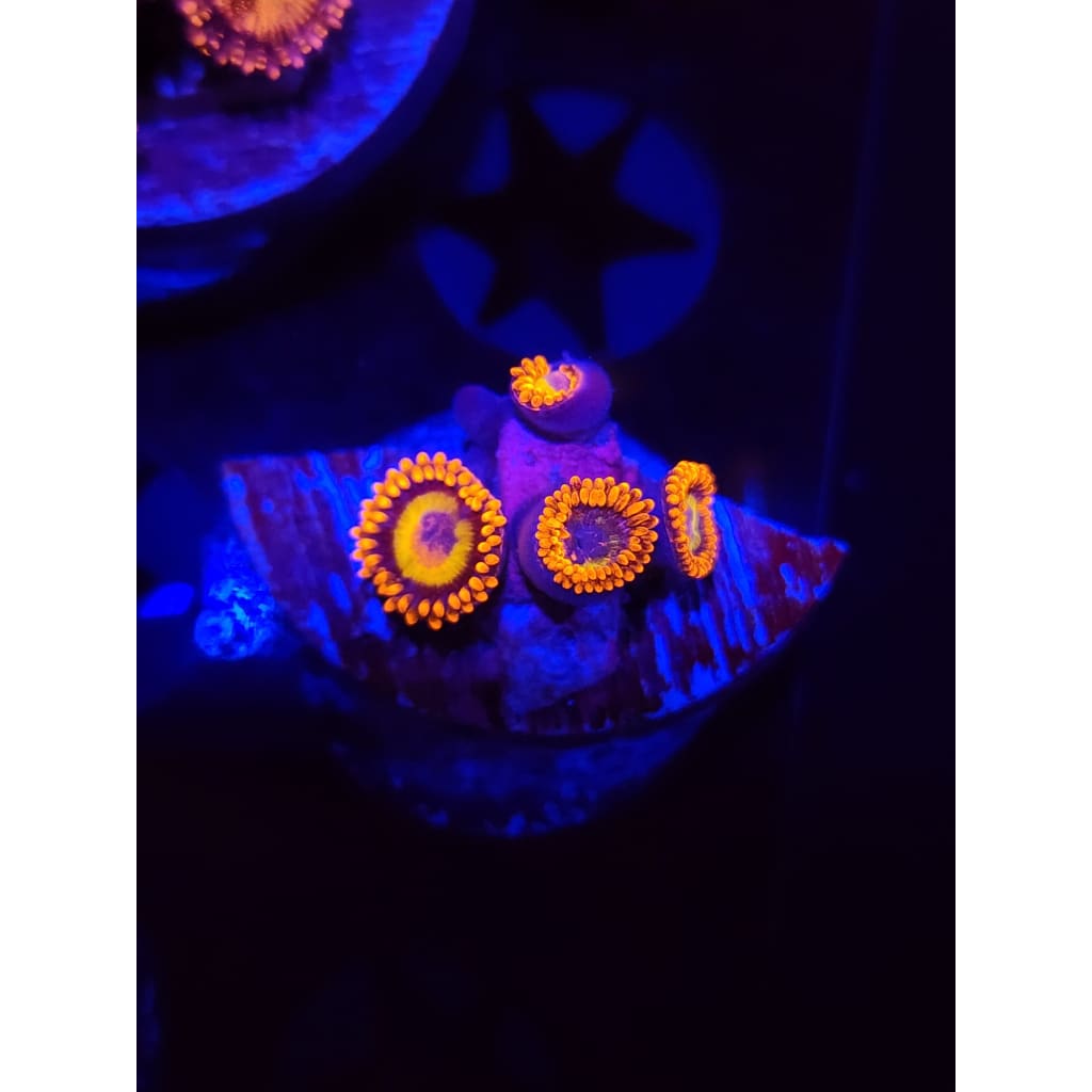 Blue Eyed Blonde Zoanthid Frag WYSIWYG!
