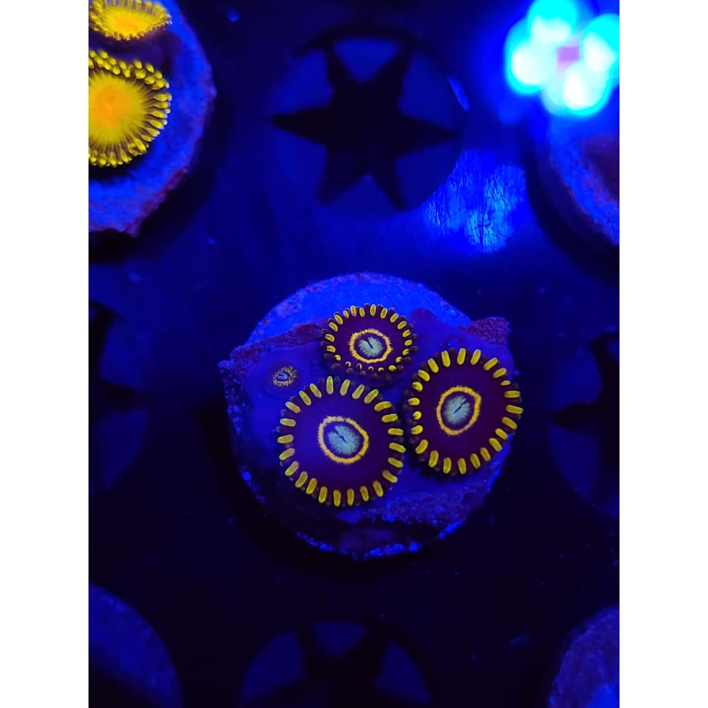 Blue Hornet Zoanthid Frag WYSIWYG!