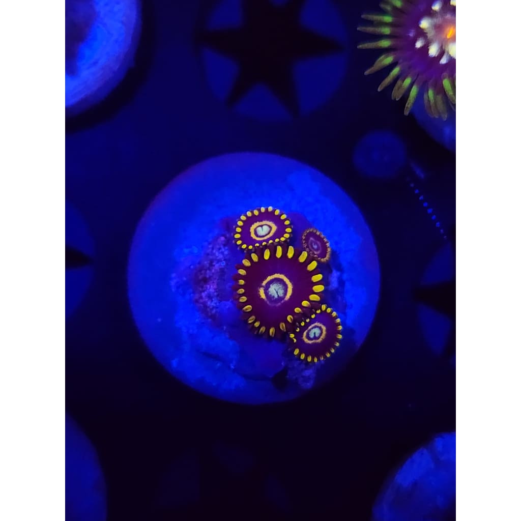 Blue Hornet Zoanthid Frag WYSIWYG!