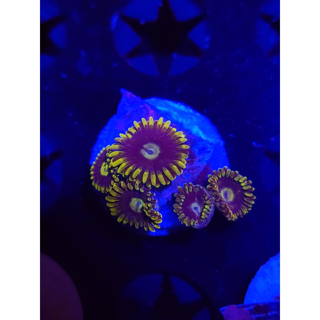 Blueberry Dream Zoanthid Frag WYSIWYG!