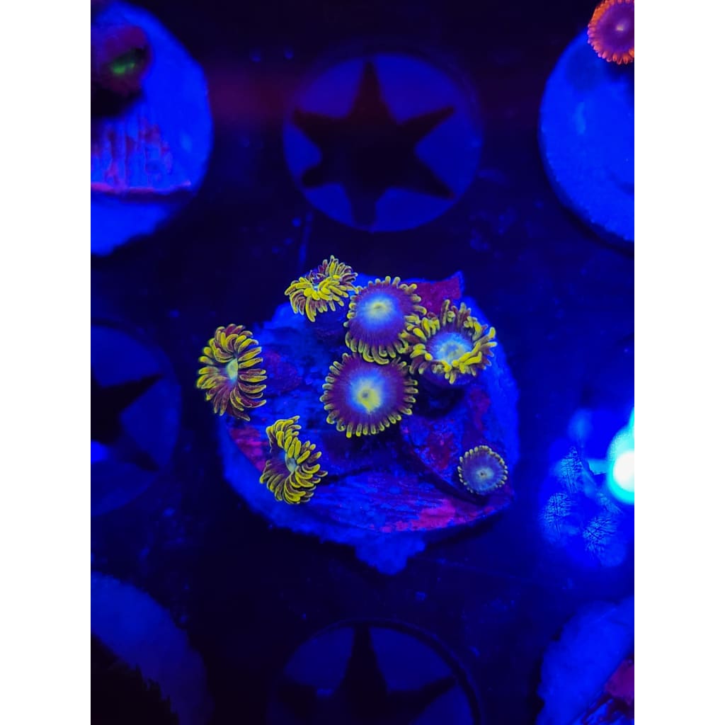 Blueberry Dreams Zoanthid Frag WYSIWYG!