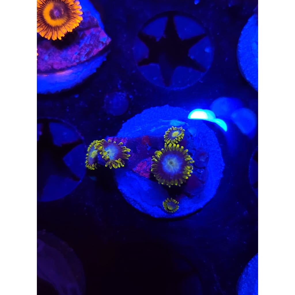 Blueberry Dreams Zoanthid Frag WYSIWYG!
