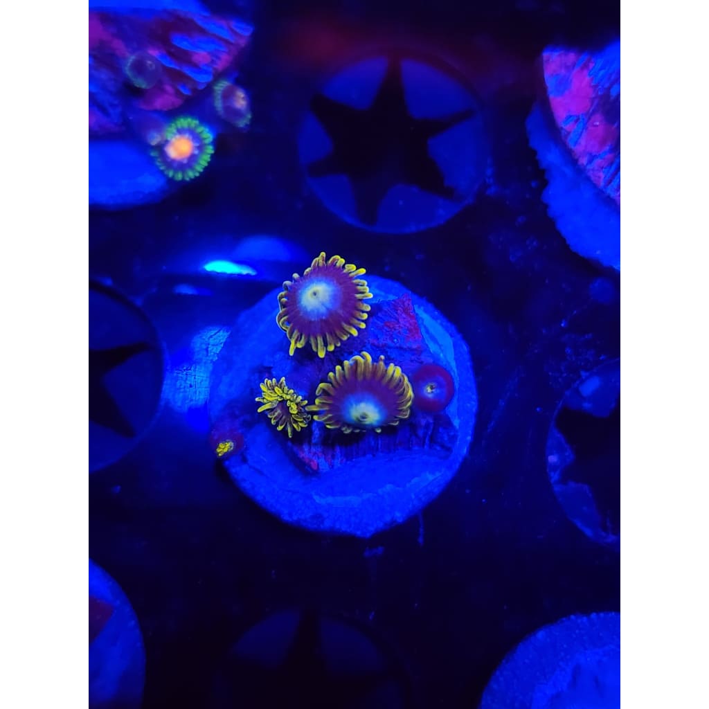 Blueberry Dreams Zoanthid Frag WYSIWYG!