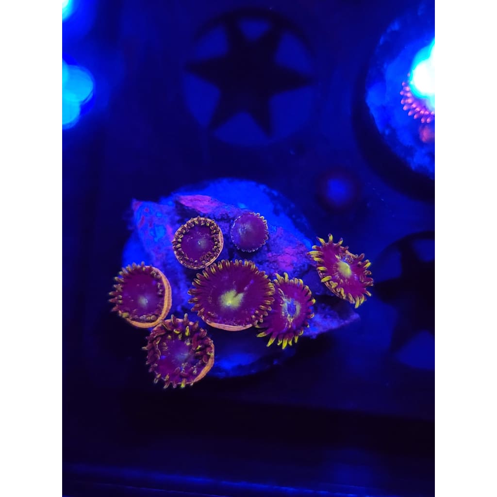 Blueberry Fields Zoanthid Frag WYSIWYG!