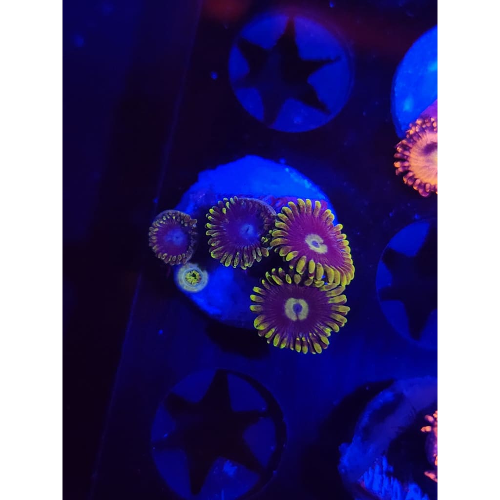 Blueberry Fields Zoanthid Frag WYSIWYG!