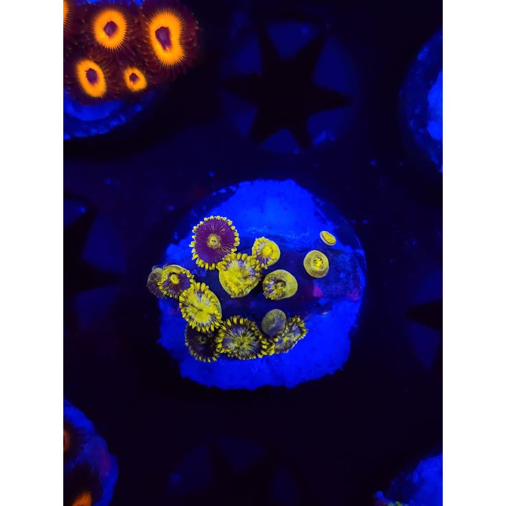Blueberry Pie Zoanthid Frag WYSIWYG!
