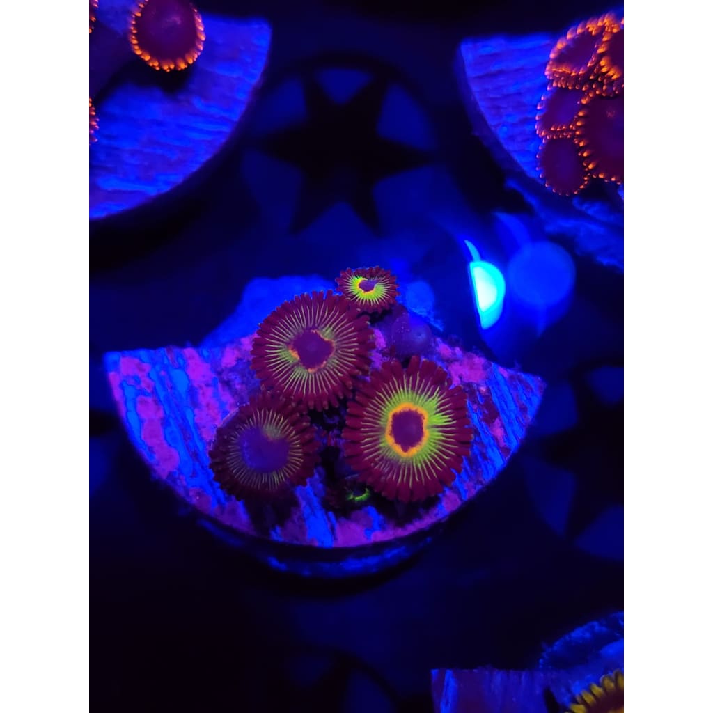 Bob Marley Zoanthid Frag WYSIWYG!