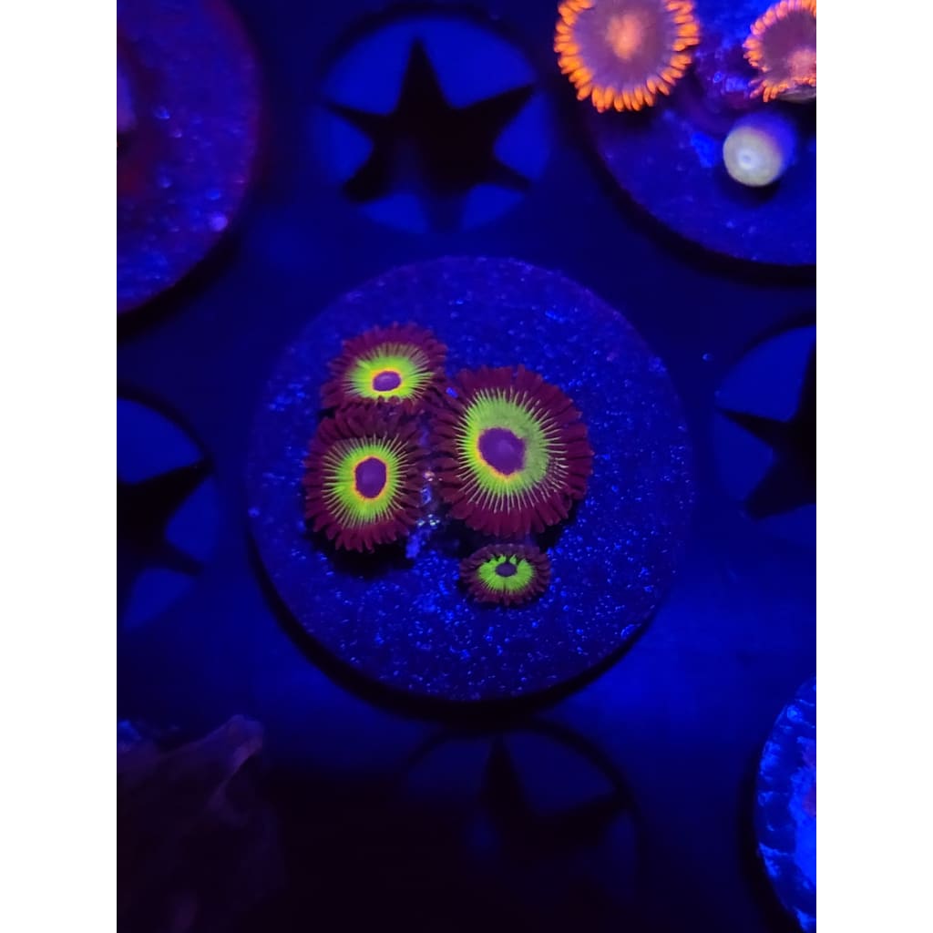 Bob Marley Zoanthid Frag WYSIWYG!