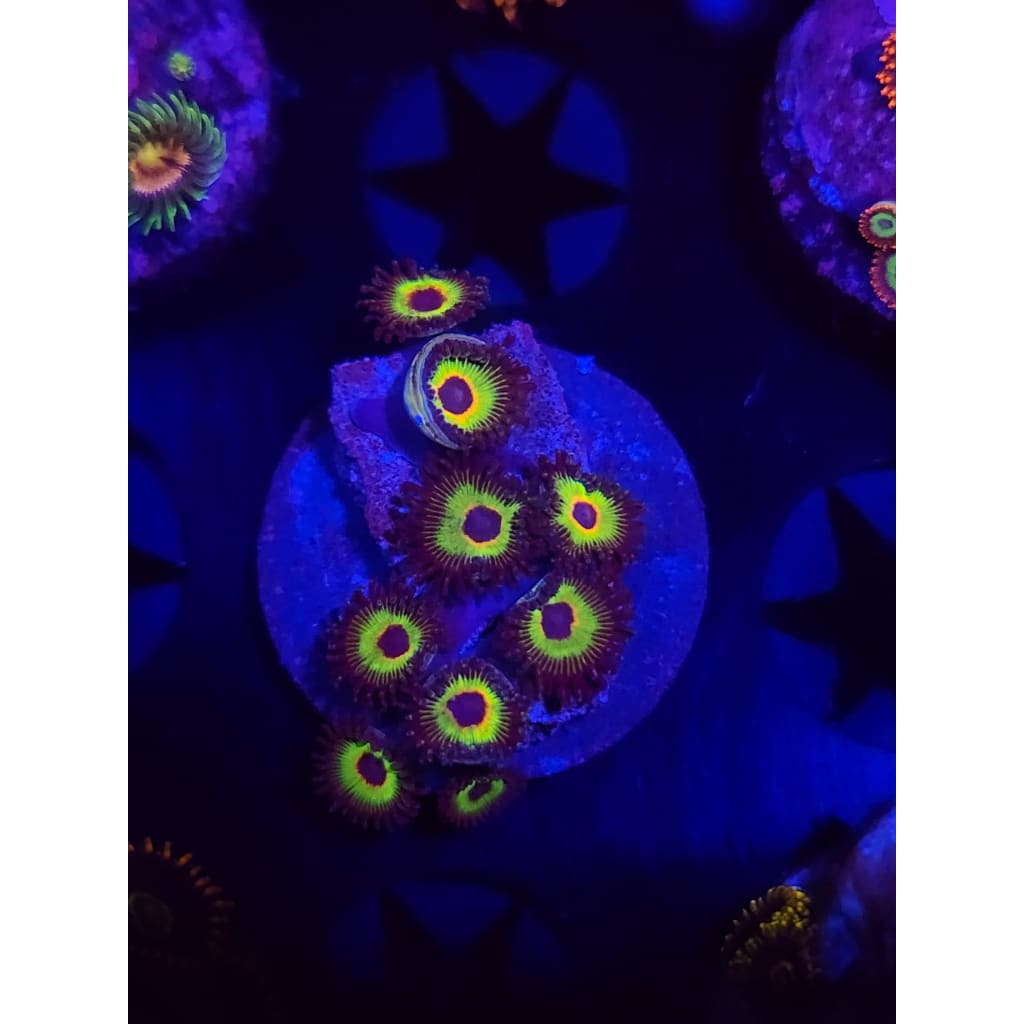 Bob Marley Zoanthid Frag WYSIWYG!
