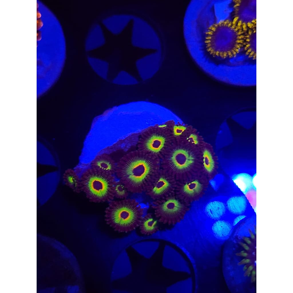 Bob Marley Zoanthid Frag WYSIWYG!