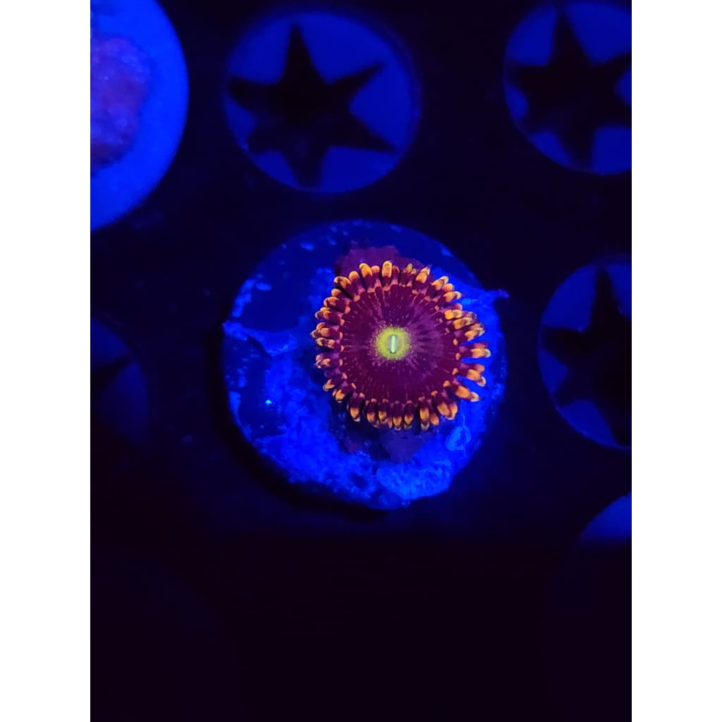 Bozo Birthday Zoanthid Frag WYSIWYG!