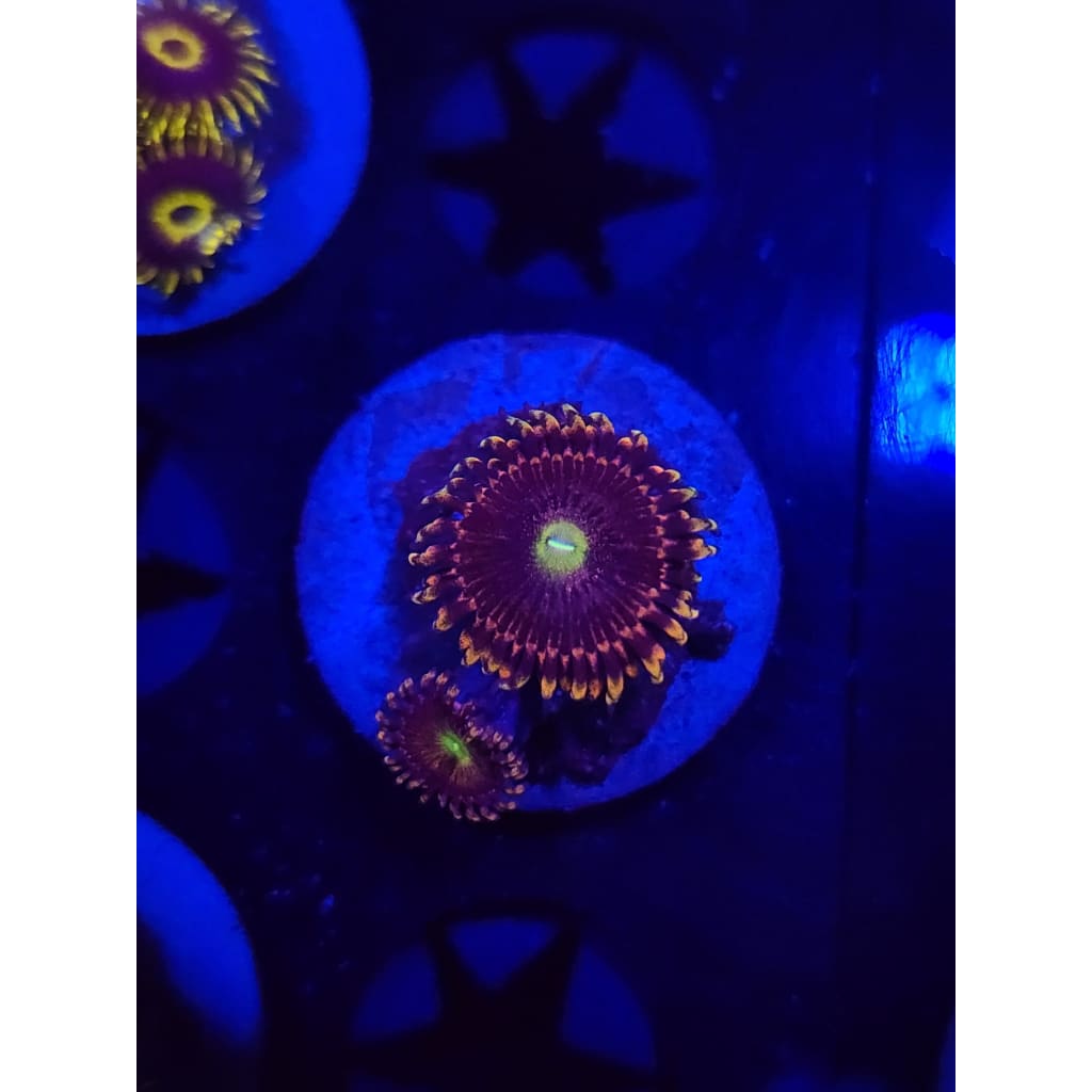 Bozo Birthday Zoanthid Frag WYSIWYG!