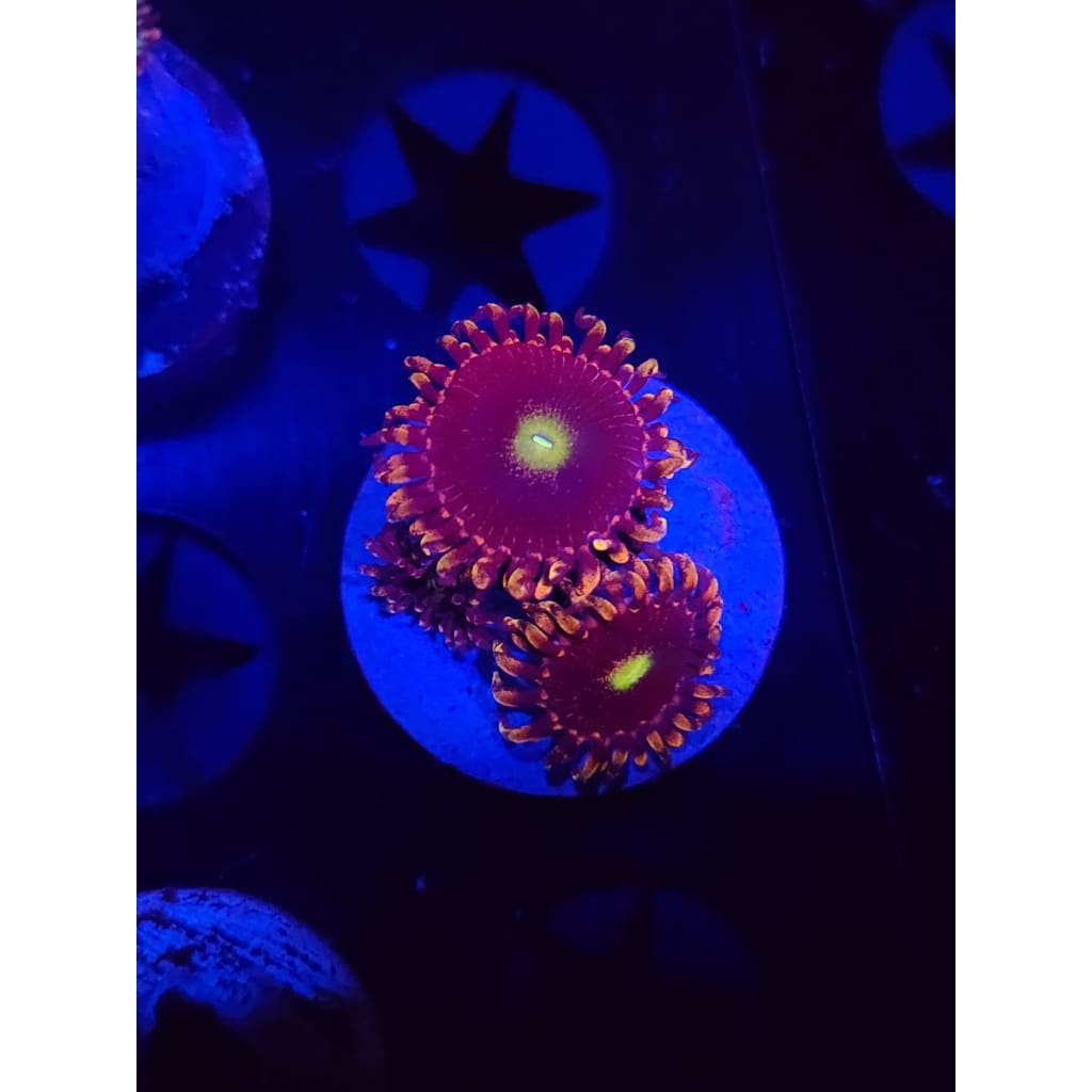 Bozo’s Birthday Zoanthid Frag WYSIWYG!