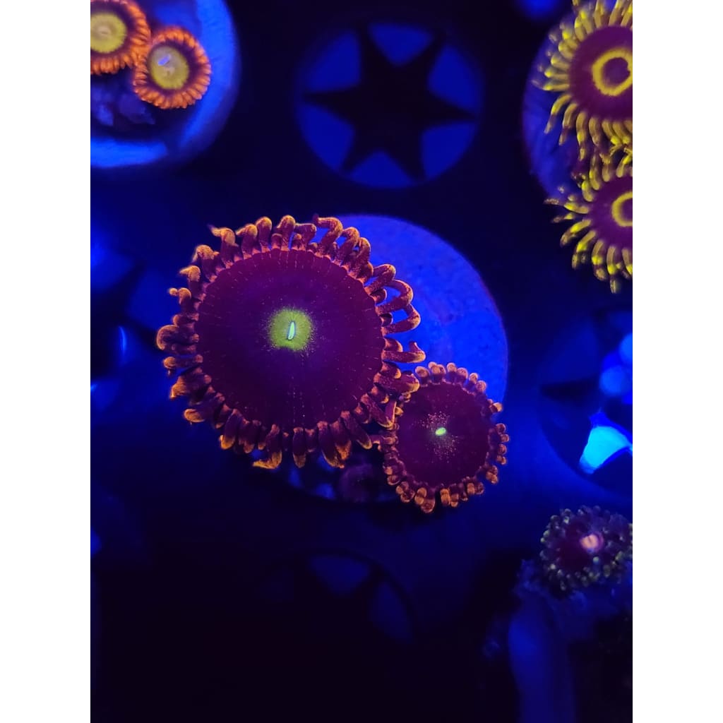 Bozo’s Birthday Zoanthid Frag WYSIWYG!