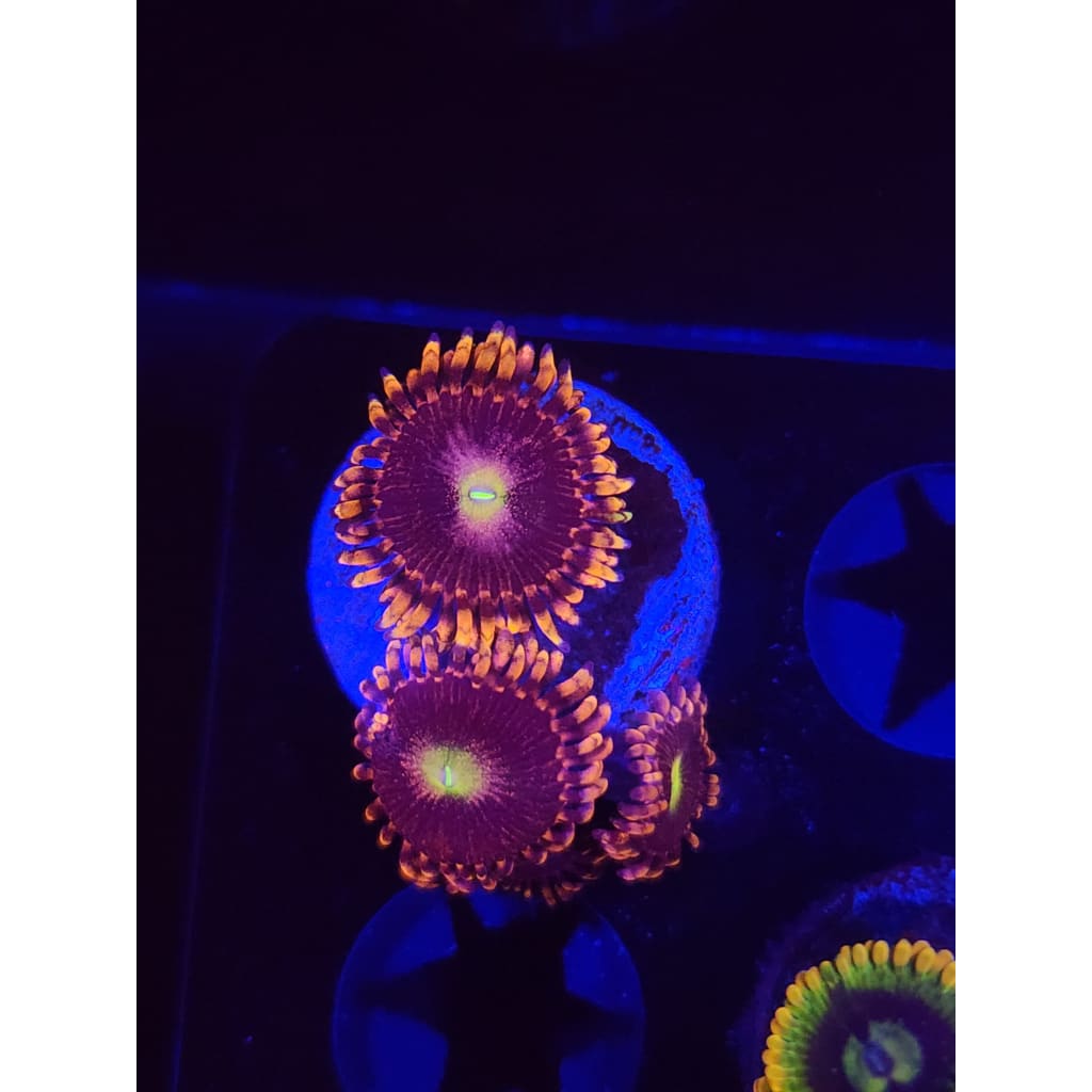 Bozo’s Birthday Zoanthid Frag WYSIWYG!