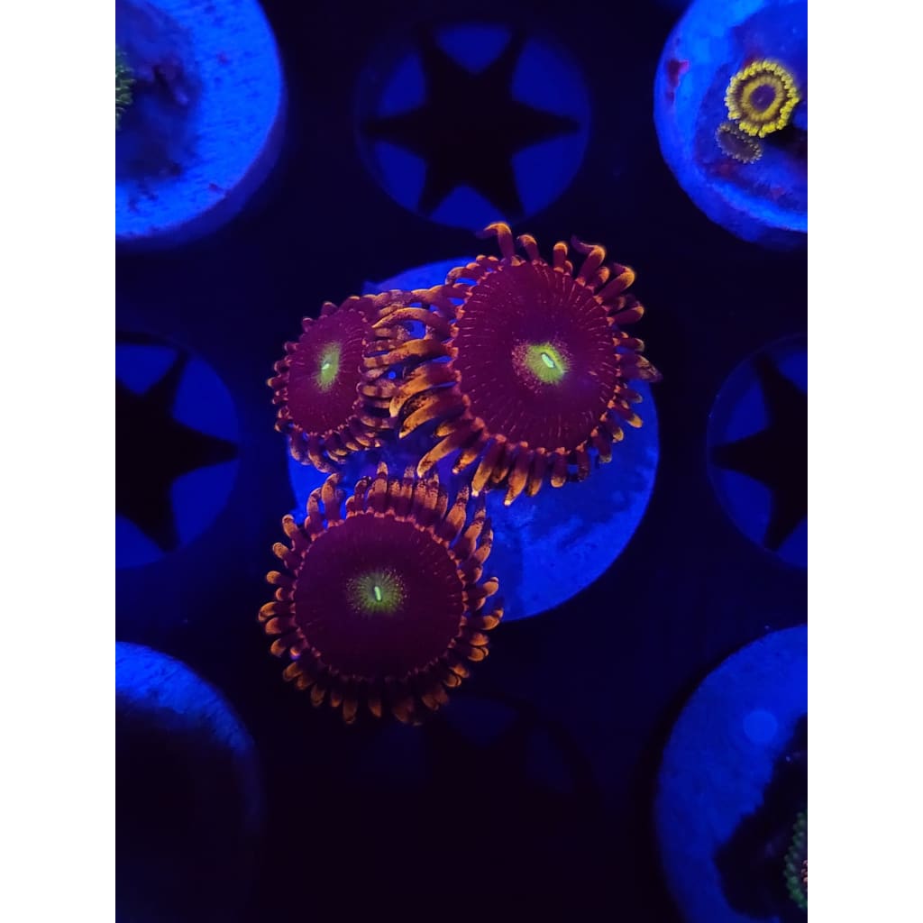 Bozo’s Birthday Zoanthid Frag WYSIWYG!